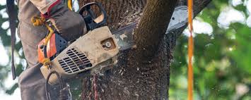 Professional Tree Services in Coventry Lake, CT