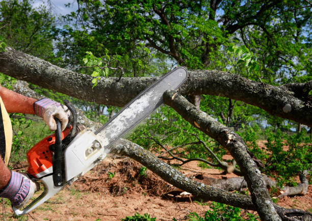 How Our Tree Care Process Works  in  Coventry Lake, CT